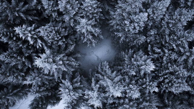 Aerial view of a dense forest canopy dusted with snow, creating a serene, wintry scene with a small opening in the middle, Senja, Troms, Norway.
