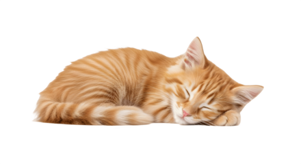 Adorable Orange Tabby Kitten Sleeping Peacefully on White Background.