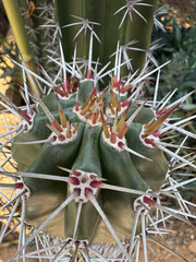 Close-up of Cactus with Sharp White Spines and Green Body
