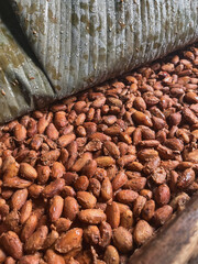 Close-up Raw Cacao Beans Fermenting Under Banana Leaf for Chocolate Production Process