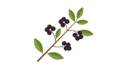 Obraz premium A branch with dark purple berries and green leaves isolated on transparent background