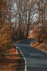 road in autumn forest