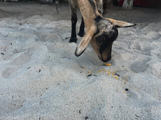 Young goat looking for food on the beach sand