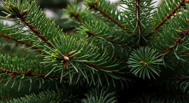 Green Pine Tree Branches with Sharp Needle Leaves in Natural Setting - Powered by Adobe