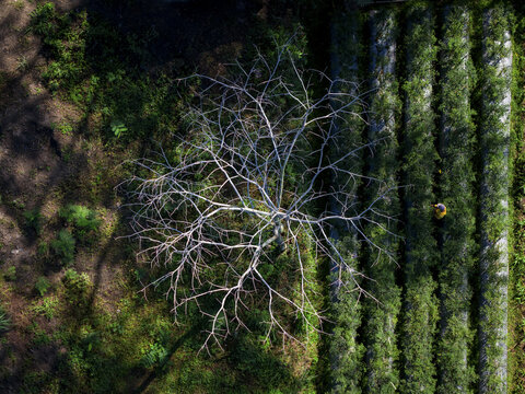 Aerial view of a solitary, leafless tree standing amidst the verdant rows of lush vegetation, a stark contrast in textures and tones, Klaten Regency, Central Java, Indonesia.