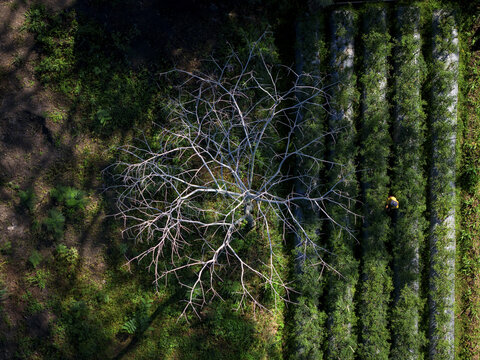 Aerial view of a solitary, bare tree stands starkly against rows of lush, green vegetation, creating a dramatic contrast of life and dormancy, Klaten Regency, Central Java, Indonesia.