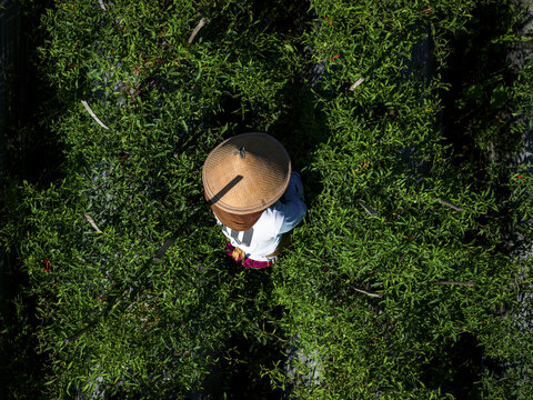 Aerial view of a farmer standing amidst bright green crops harvesting chilies, his conical hat a focal point against the textured fields, Klaten Regency, Central Java, Indonesia.