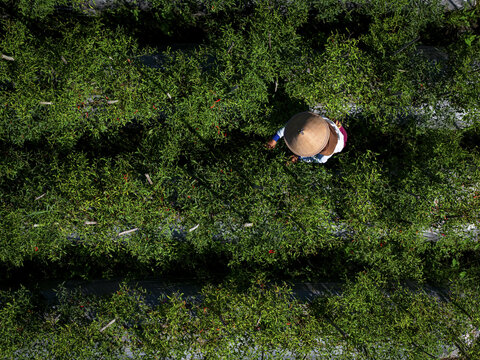 Aerial view of a farmer wearing a conical hat harvesting bright red chilies with rows of green chili plants, Klaten Regency, Central Java, Indonesia.