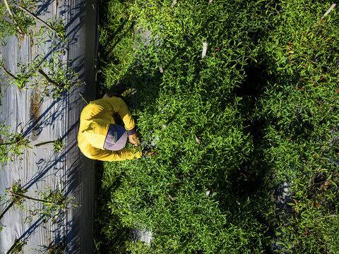 Aerial view of a worker amidst vibrant green chili plants, contrasting with the dark shadows and the silvery plastic mulch, Klaten Regency, Central Java, Indonesia.