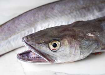 Fresh European hake fish on marble table, focus on eye and teeth. Raw uncooked Merluccius close-up