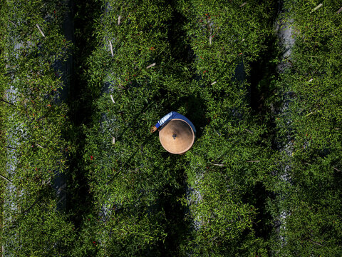 Aerial view of a farmer wearing a cone hat in the middle of a green rice field harvesting red chilies with rows of green chili plants, Klaten Regency, Central Java, Indonesia.