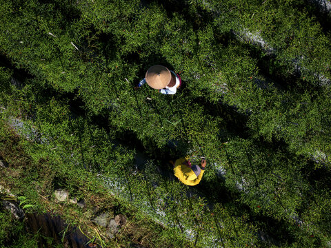 Aerial view of farmers tending to the vibrant green fields, their colorful clothing contrasting against the earth, Klaten Regency, Central Java, Indonesia.