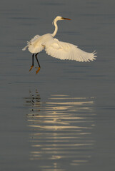 Western reef egret white morphed flying while fishing at Busaiteen coast, Bahrain