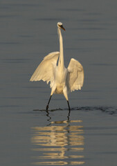 Potrait of a Western reef egret white morphed at Busaiteen coast, Bahrain