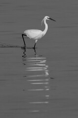 Western reef heron fishing at Busaiteen coast of Bahrain