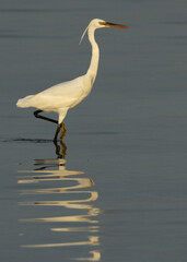 Potrait of a Western reef egret white morphed at Busaiteen coast, Bahrain