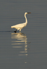 Western reef heron fishing at Busaiteen coast, Bahrain