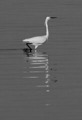 Western reef heron fishing at Busaiteen coast, Bahrain