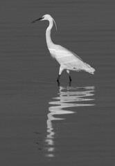 Western reef heron fishing at Busaiteen coast, Bahrain