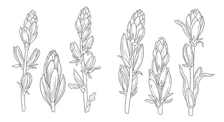 Detailed botanical line art illustration featuring various flowering plants in different stages of growth and bloom.