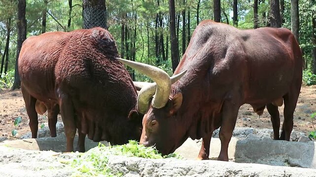 Two large reddish brown Ankole Watusi cattle with massive curved horns feed side by side on green chopped grass from a concrete trough in a sunny forest setting