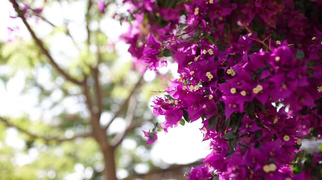 Beautiful purple bougainvillea flowers gently moving in the breeze on a sunny day. A tree and bright sky create a soft, blurred background