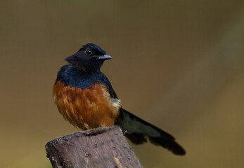 White-rumped shama