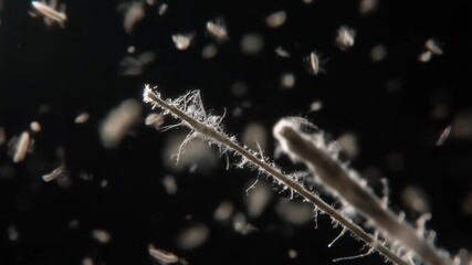 Microscopic World Floating Particles and Filament Structures in Dark Fluid. - Powered by Adobe