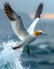 Seabird taking flight over ocean waters, spray visible