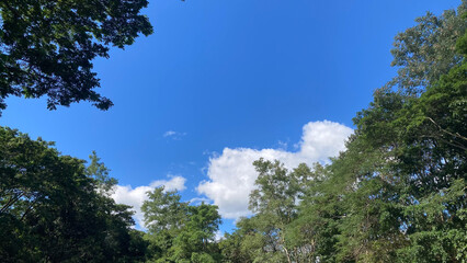 Vibrant blue sky and fluffy white clouds behind the green treetops, symbolizing clear future, growth, and natural beauty.