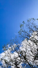 Silhouette of tree branches and twigs against a vibrant blue sky with fluffy white clouds, creating a serene natural background.