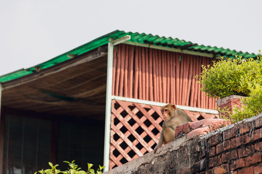 Monkey Resting on a Rooftop in India &ndash; Urban Wildlife and City Life Blend 