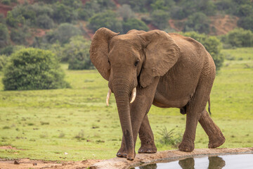 Obraz premium An elephant ( Loxodonta Africana) drinking at a waterhole, Addo Elephant National Park, South Africa.