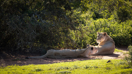 Lion ( Panthera Leo Leo) pride relaxing, Addo Elephant National Park, South Africa.