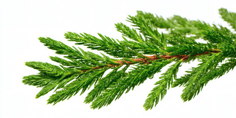Juniper Branch with Water Droplets