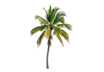 Obraz premium Palm tree