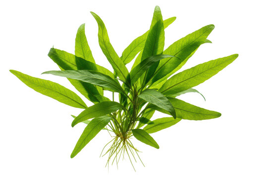 A single lush green broadleaf aquatic plant, like a Java fern, with wavy, textured leaves and detailed venation, isolated on a transparent background with studio lighting, concept of botanical study