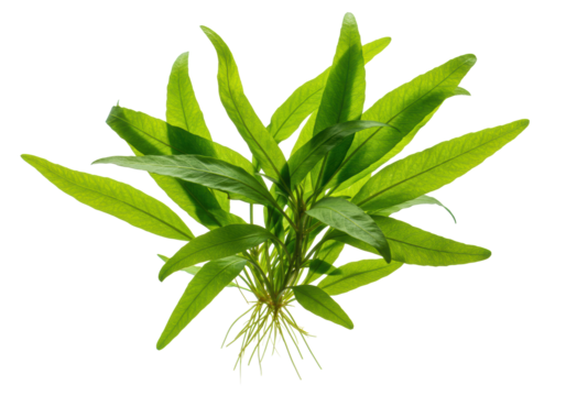 A single lush green broadleaf aquatic plant, like a Java fern, with wavy, textured leaves and detailed venation, isolated on a transparent background with studio lighting, concept of botanical study