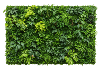 A lush living green wall, densely packed with vibrant philodendrons, pothos, and ferns in various green shades, against a transparent background with copy space. Concept of biophilic design