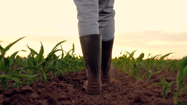 farmer rubber boots walks through corn field sunset, fertile soil business, farmer agronomist steps his foot rural land, business farm land, dust from farmer boots, agriculture, eco environment