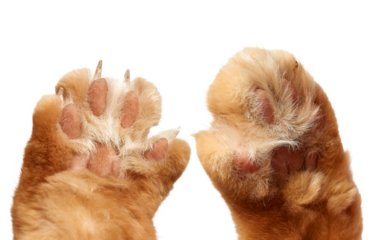 A close-up of two ginger cat paws, pads raised upward. Pink pads and sharp