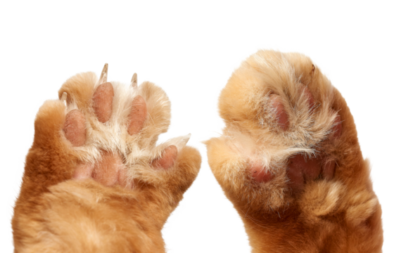 A close-up of two ginger cat paws, pads raised upward. Pink pads and sharp