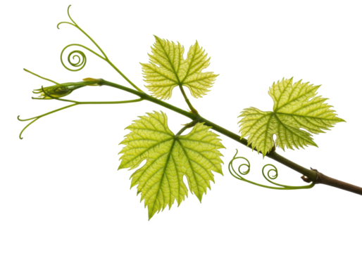 Vibrant green grape leaves, serrated, visible veins, delicate vine with coiled tendrils, isolated in a transparent studio. Botanical freshness concept