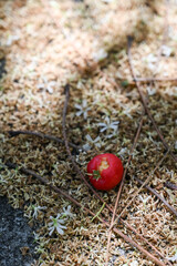ripe acerola cherry on ground, fallen flowers and twigs, nature and contrast malpighia emarginata fruit, macro shot with sunlight and shadow, botanical detail red berry among dried flowers