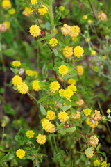 Clover (Trifolium campestre) grows in nature