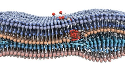 Abstract illustration of a cellular membrane structure on a white background