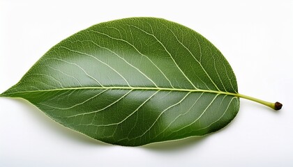 Obraz premium Pear Leaf Closeup On White