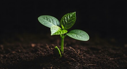 Naklejka premium Small green seedling emerging from dark soil symbolizing new growth