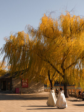 Beijing, China - 16 November 2025: View of two women in flowing white robes stroll along a paved path near a tranquil lake, framed by the golden weeping willow tree.