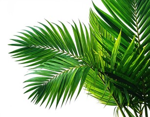 Vibrant Green Palm Fronds on White Background